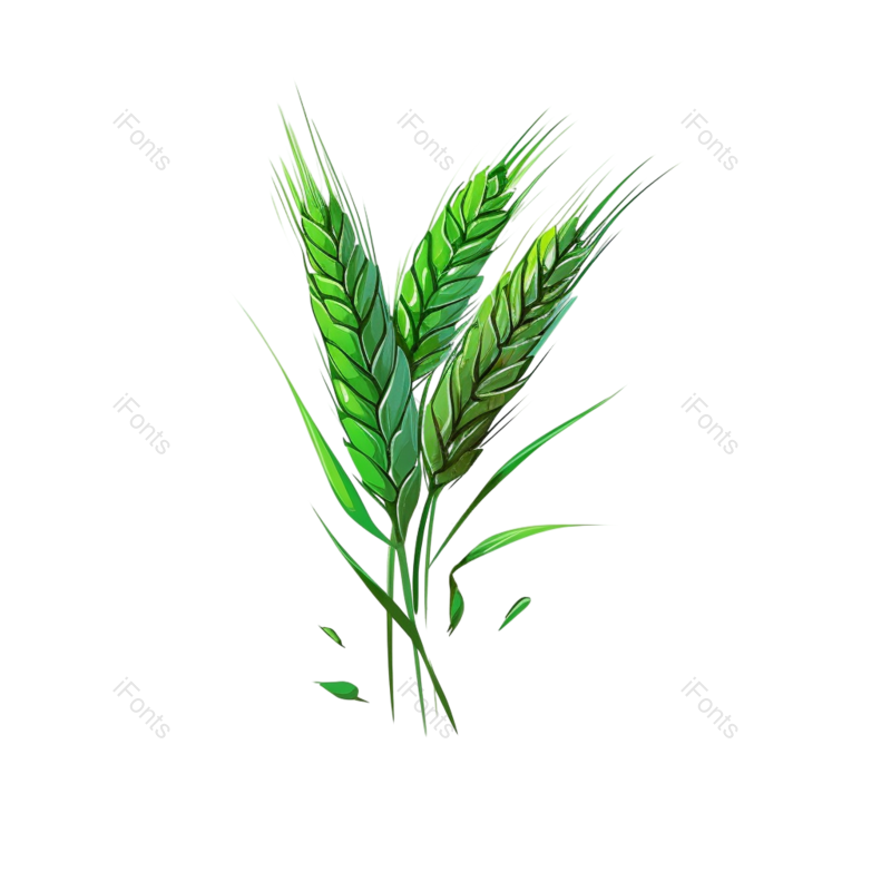 芒种图片,丰收元素,麦穗PNG,小麦免抠素材